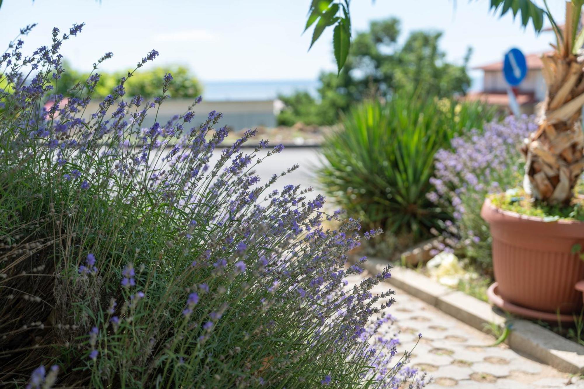 Hotel Sea Vista Светий Влас Екстер'єр фото